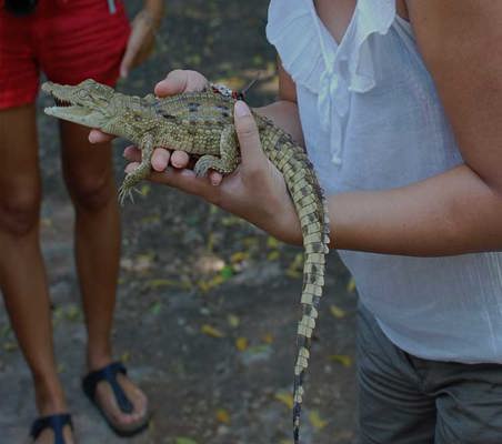 conservation of animals in Kenya nile crocodile baby interaction ©bushtreksafaris
