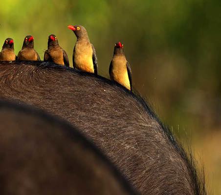 birds perched on buffaloes back maasai mara evening photo Kenya safari ©bushtreksafaris