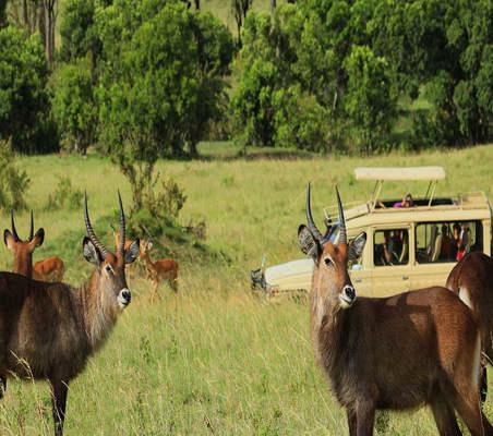 Waterbuck seen in the Masai Mara wet season on Kenya safari ©bushtreksafaris