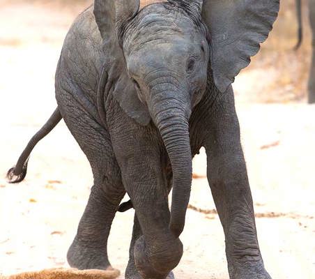 Baby Elephant flapping ears and Running dirt track photography safari ©bushtreksafaris