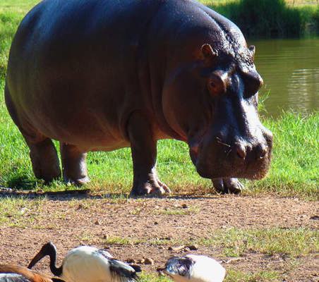 Hippo with egrets in view on the banks of mara river pool Kenya safari ©bushtreksafaris