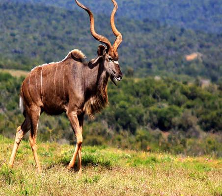 Kudu sighting in Laikipia private luxury safari game drive ©bushtreksafaris