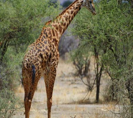Giraffe seen in the bushes Tsavo Kenya safari ©bushtreksafaris