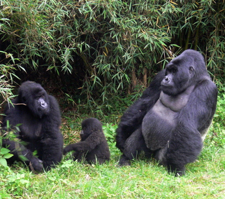 ®bushtreksafaris Rwanda family of Gorillas - parents and baby near bamboo