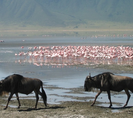 wildebeest or Gnu & Flamingos rift valley lakes ®bushtreksafaris