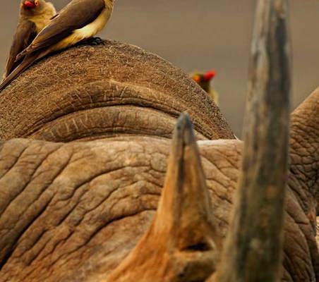 birds rest sit on rhino in Tsavo magnificent closeup photo photography African Safari ©bushtreksafaris