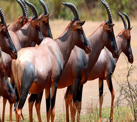 Topi Antelope gather in Maasai Mara Kenya private conservancy safari ©bushtreksafaris