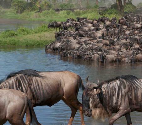 Wildebeest pack the river banks ready for the great migration river crossing mara river ©bushtreksafaris.com