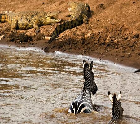 Zebras swim Crossing mara river as Crocodiles wait on the bank the great migration safari ©bushtreksafaris