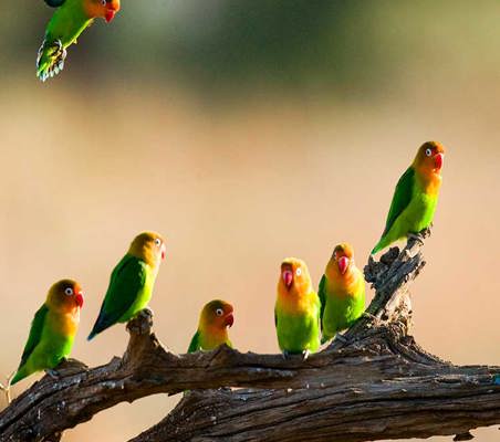 beautiful Love Birds seen here in the maasai Mara bird safari Kenya ©bushtreksafaris