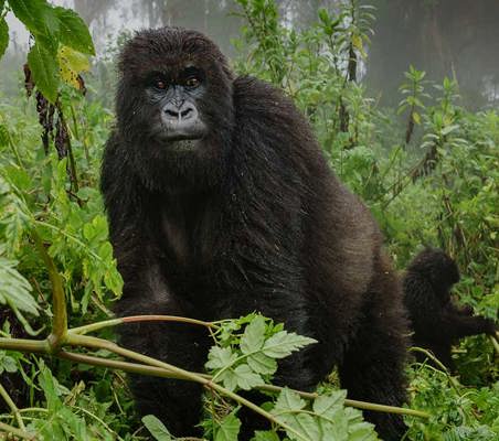 Virunga Gorillas in the mist superb photo on a gorilla tracking safari ©bushtreksafaris