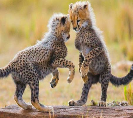 cute Cheetah Cubs playing on log in Maasai Mara rainy season safari ©bushtreksafaris