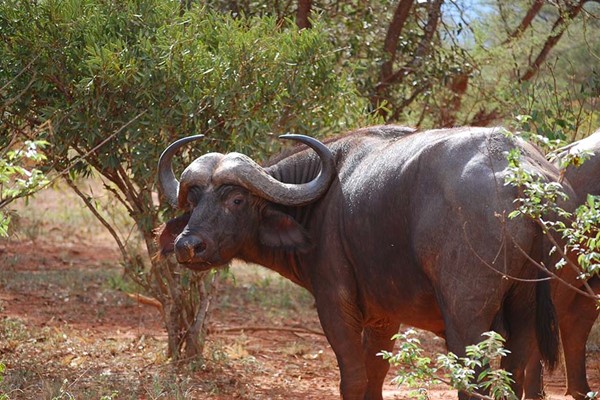 buffalo in Tsavo on Kenya safari red soils of tsavo ©bushtreksafaris