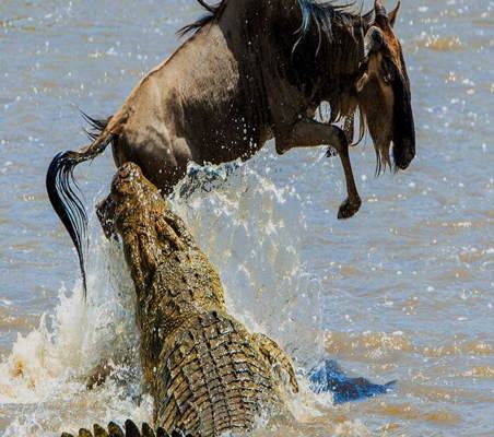 amazing photo of crocodile attacking wading wildebeest in the mara rive Kenya safari ©bushtreksafaris