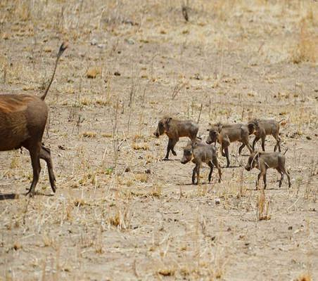 very cute warthog piglets follow mother in the dry season maasai mara game reserve Kenya safari ©bushtreksafaris