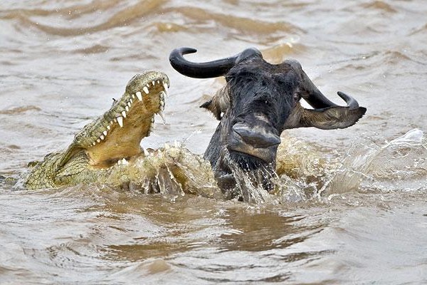 Crocodile jaws open attacking wading wildebeest migration mara river