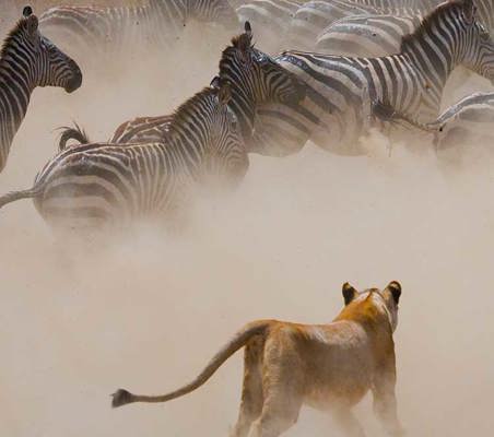 Lion Hunts fleeing Zebra in the Serengeti tanzania photography safaris ©bushtreksafaris