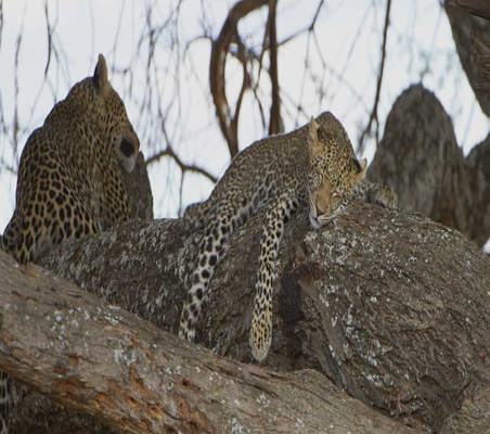 Two Leopards Sleeping In Tree captured on a Tanzania safari ©bushtreksafaris