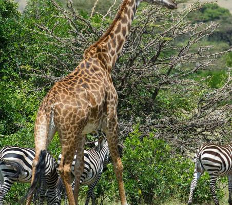 giraffe and zebra spotted feeding photography safari Kenya ®bushtreksafaris