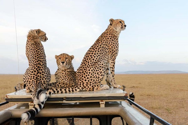 3 Cheetahs sitting On vehicle in maasai Mara dry season amazing close up wild luxury safari kenya ©bushtreksafaris